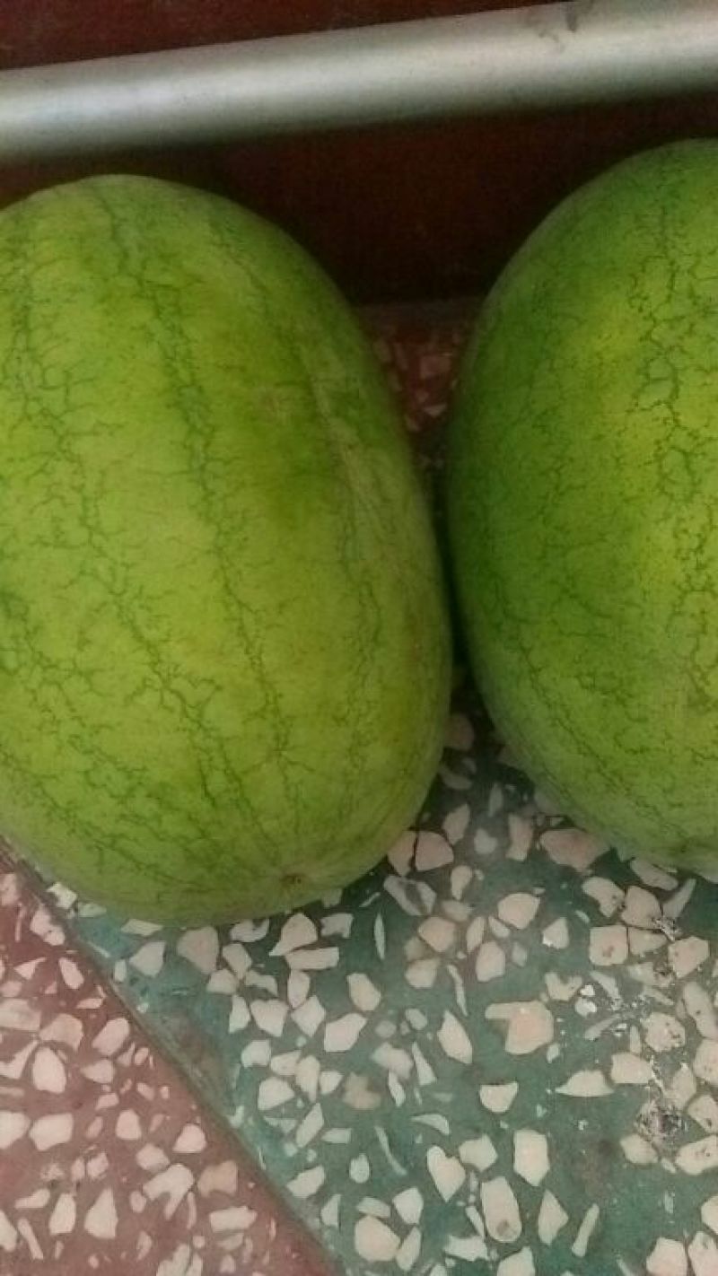 9号西瓜
