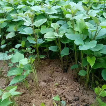红薯苗地瓜苗番薯红薯地瓜高系14号红薯苗桥头地瓜苗