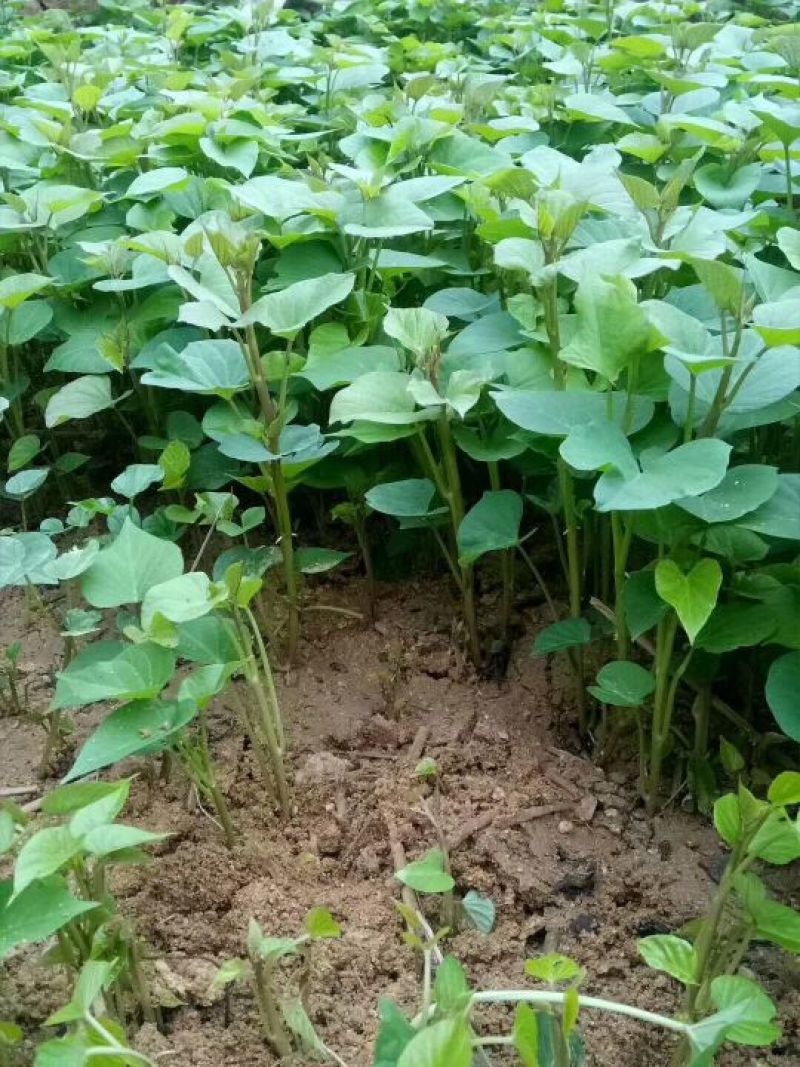 红薯苗地瓜苗番薯红薯地瓜高系14号红薯苗桥头地瓜苗