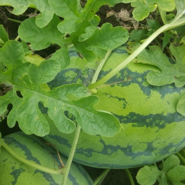 冠龙西瓜8斤打底8成熟1茬