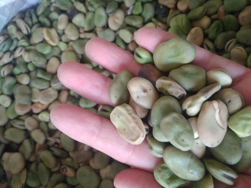 蚕豆胡豆干净无霉变大颗粒可供大货可作种子可以吃