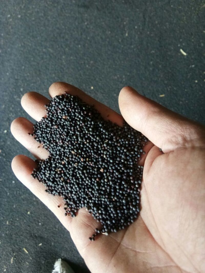 遂宁油菜籽