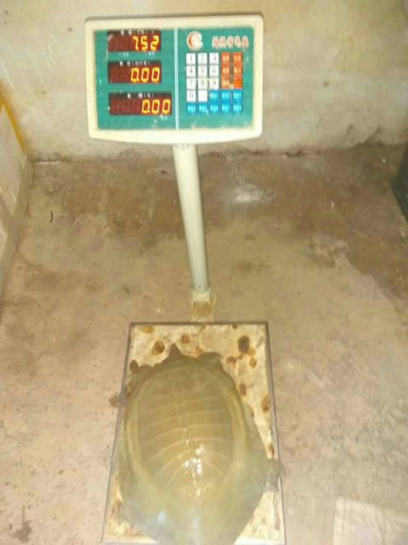 黄沙老鳖，种苗