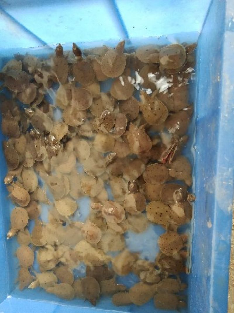 黄沙老鳖，种苗