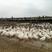 白狮头鹅苗，肉鹅大量出售，包回收，免费建养殖大棚