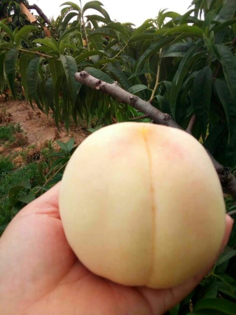 新沂优质水蜜桃降价了