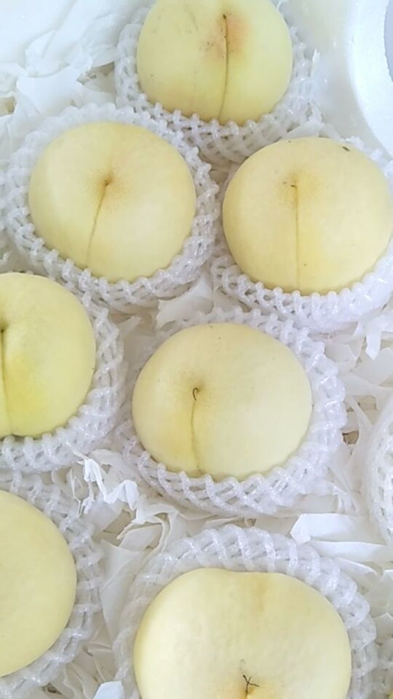 新沂优质水蜜桃降价了
