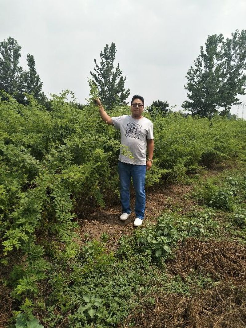 蔷薇花苗圃直销规格齐全价格优无中介