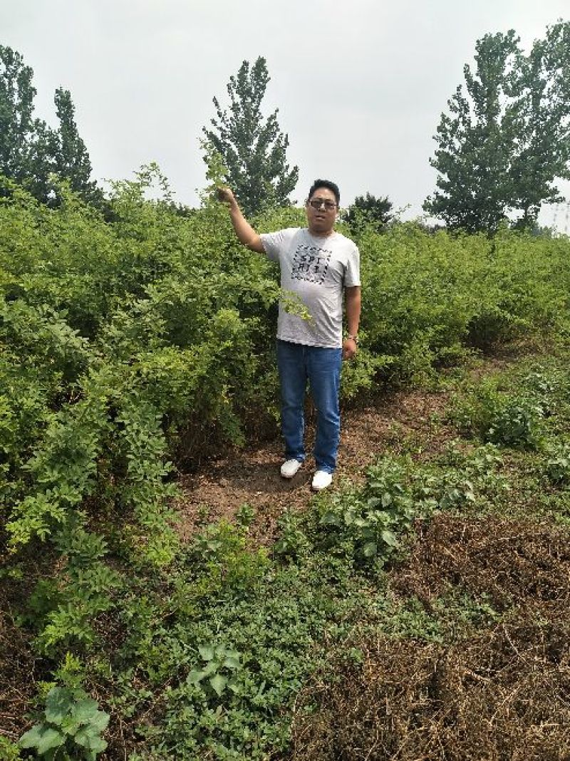 蔷薇花苗圃直销规格齐全价格优无中介