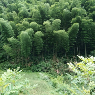 扫帚