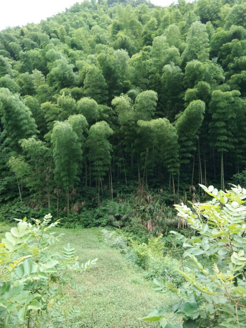 扫帚