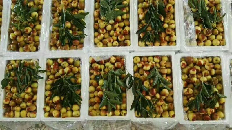 大荔温棚冬枣大量供应，大荔县冬枣批发价，