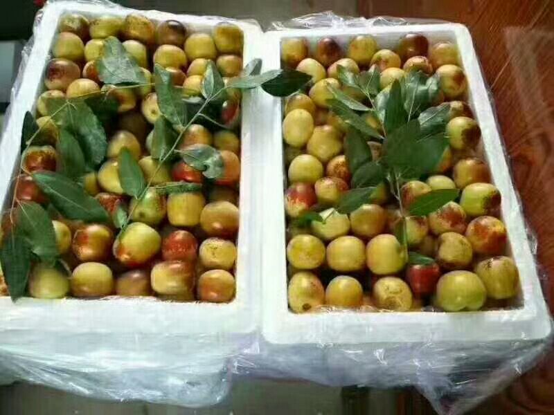 大荔温棚冬枣大量供应，大荔县冬枣批发价，