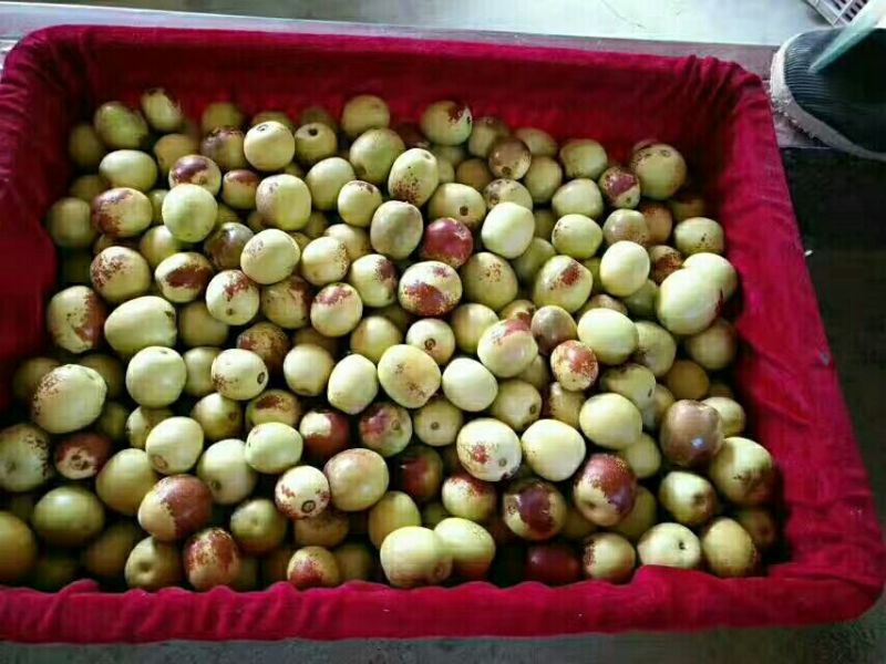 大荔温棚冬枣大量供应，大荔县冬枣批发价，