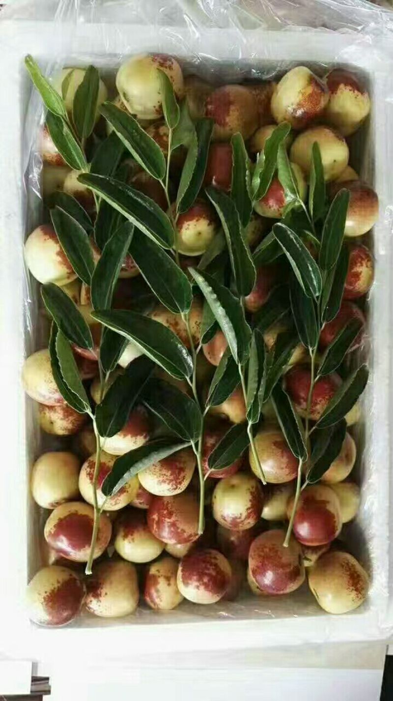 大荔温棚冬枣大量供应，大荔县冬枣批发价，