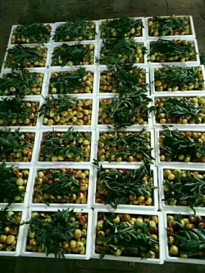 大荔温棚冬枣大量供应，大荔县冬枣批发价，