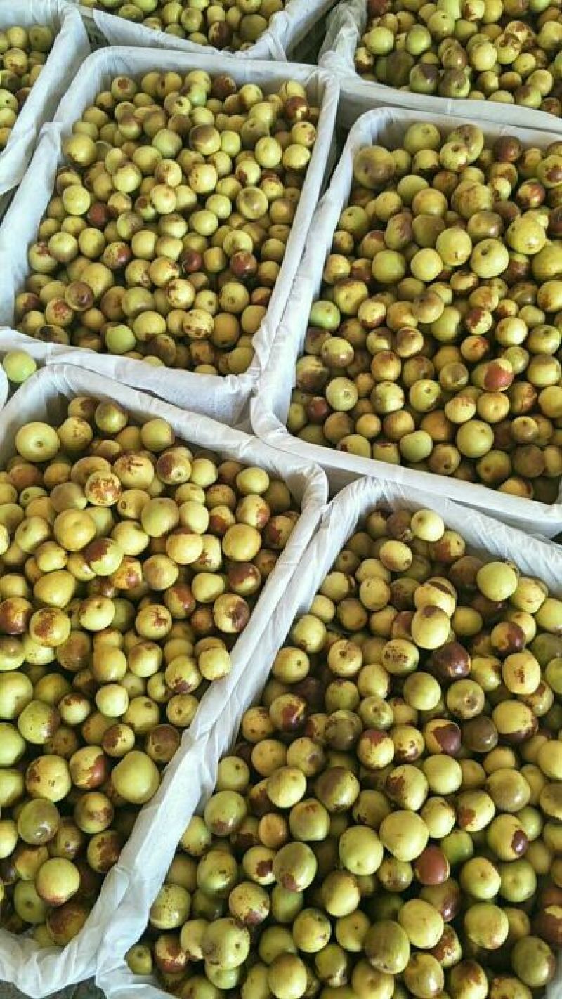 大荔温棚冬枣大量供应，大荔县冬枣批发价，