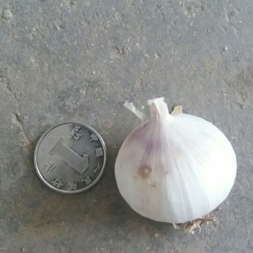 紫皮独头干蒜