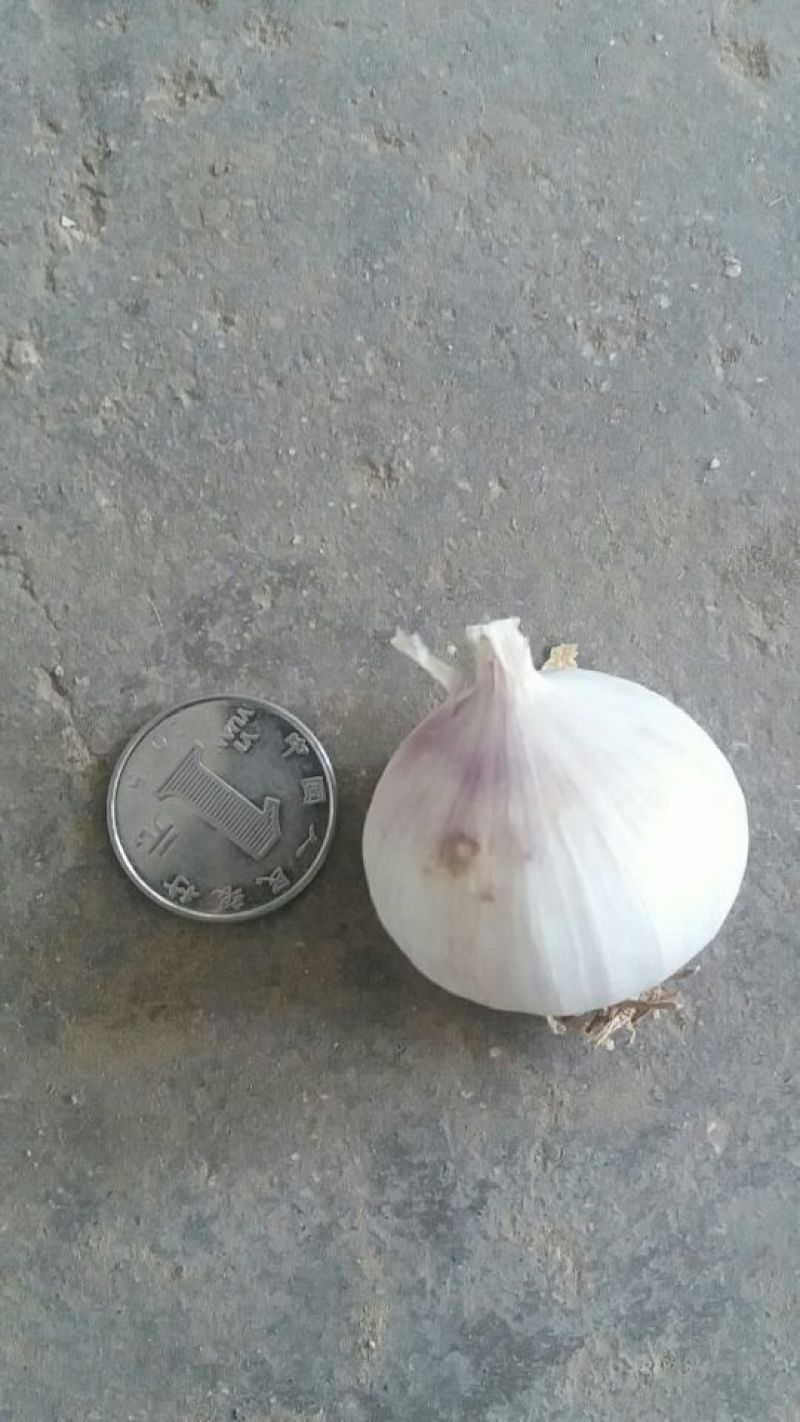 紫皮独头干蒜