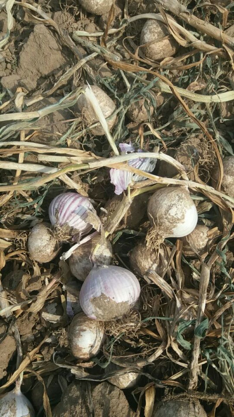 紫皮独头干蒜