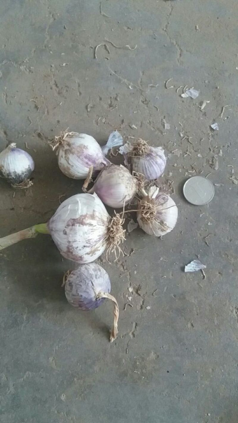 紫皮独头干蒜