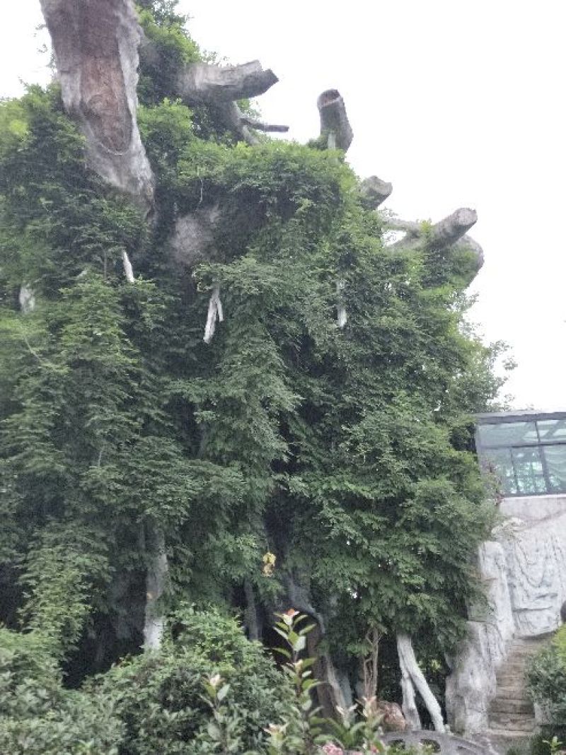 小叶女贞盆景