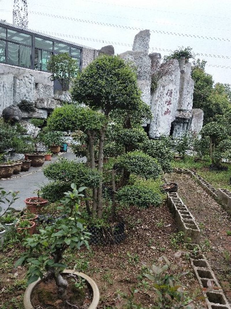 小叶女贞盆景