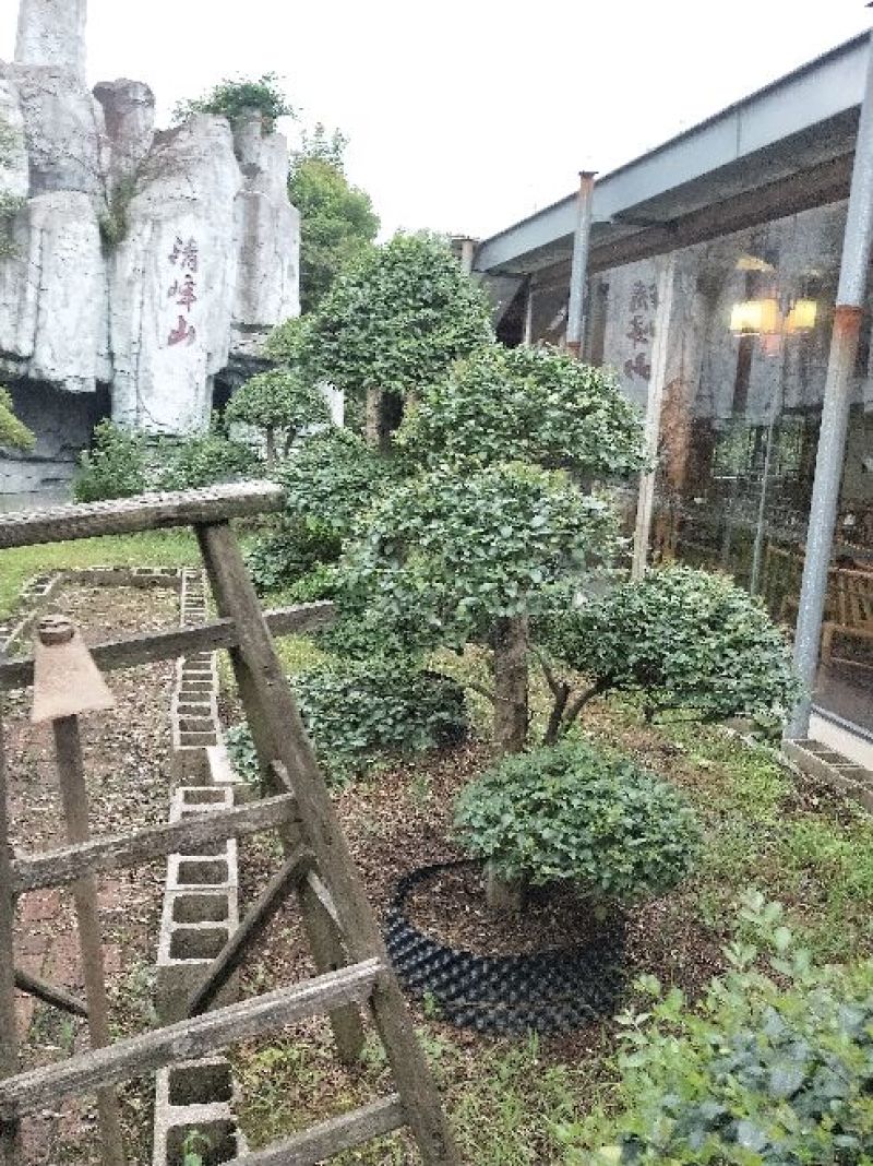 小叶女贞盆景