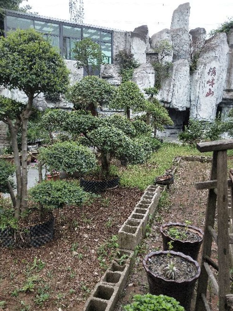 小叶女贞盆景