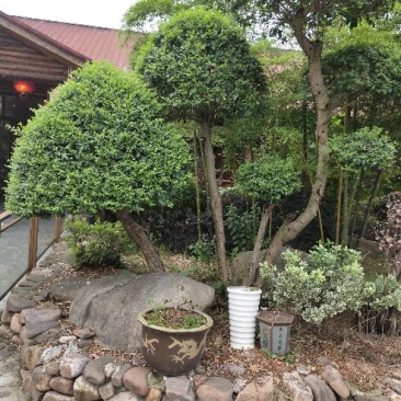 小叶女贞盆景
