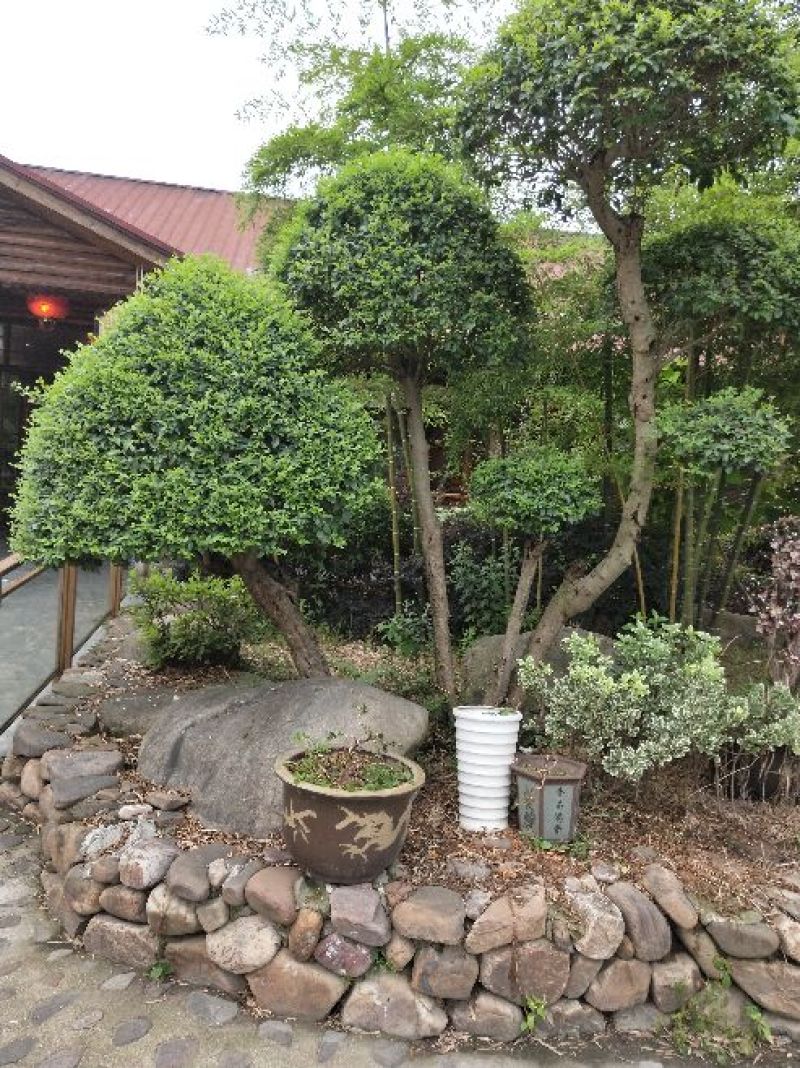 小叶女贞盆景