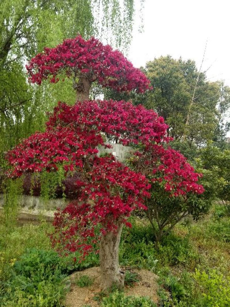 红花继木