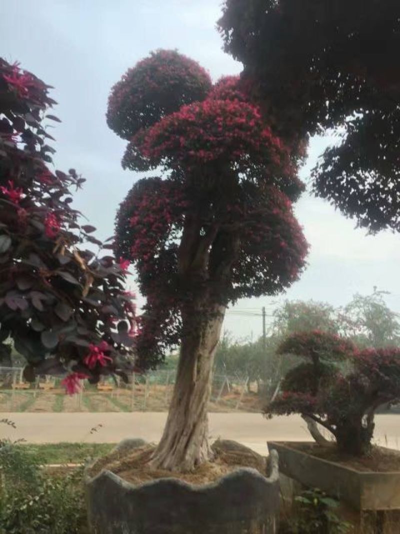 红花继木