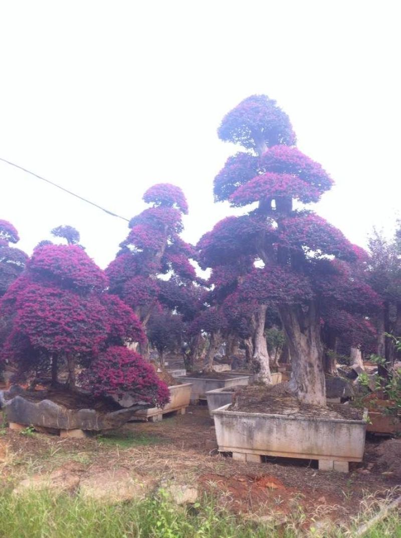红花继木