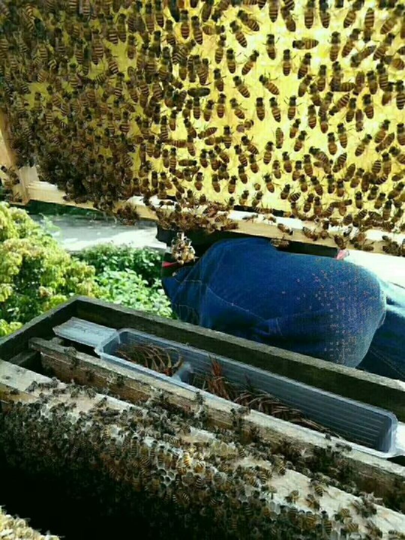 蜂蜜