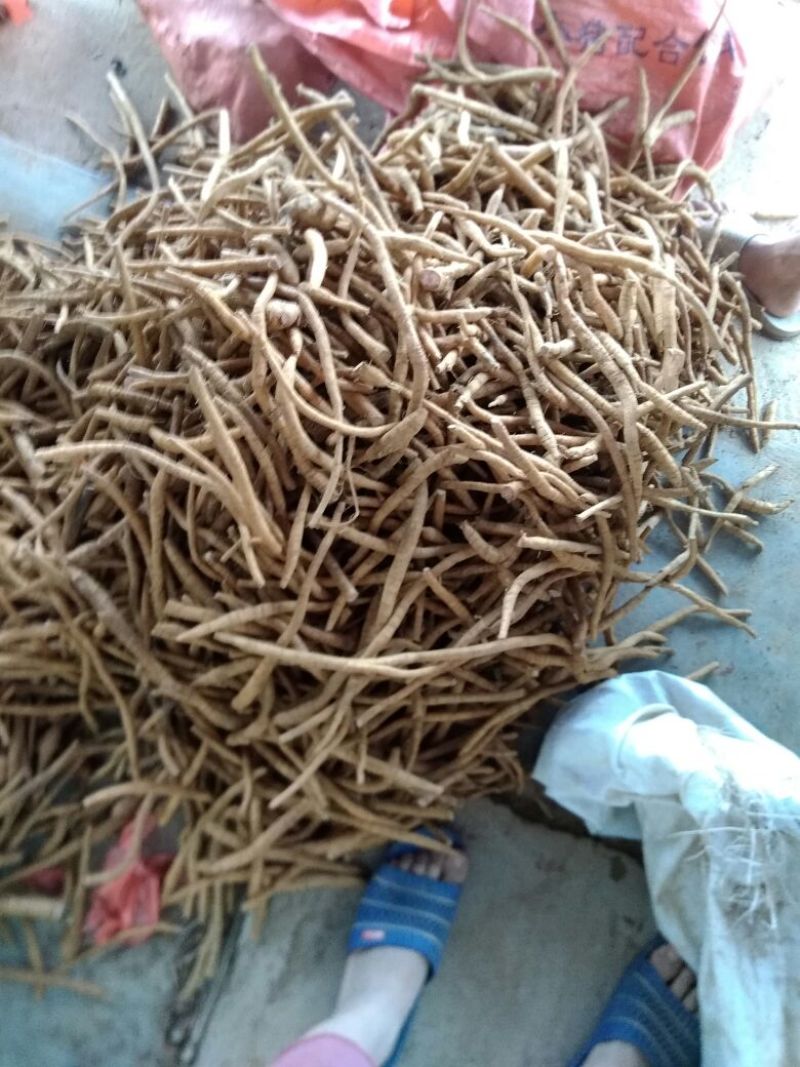 牛大力次牛小手指大小