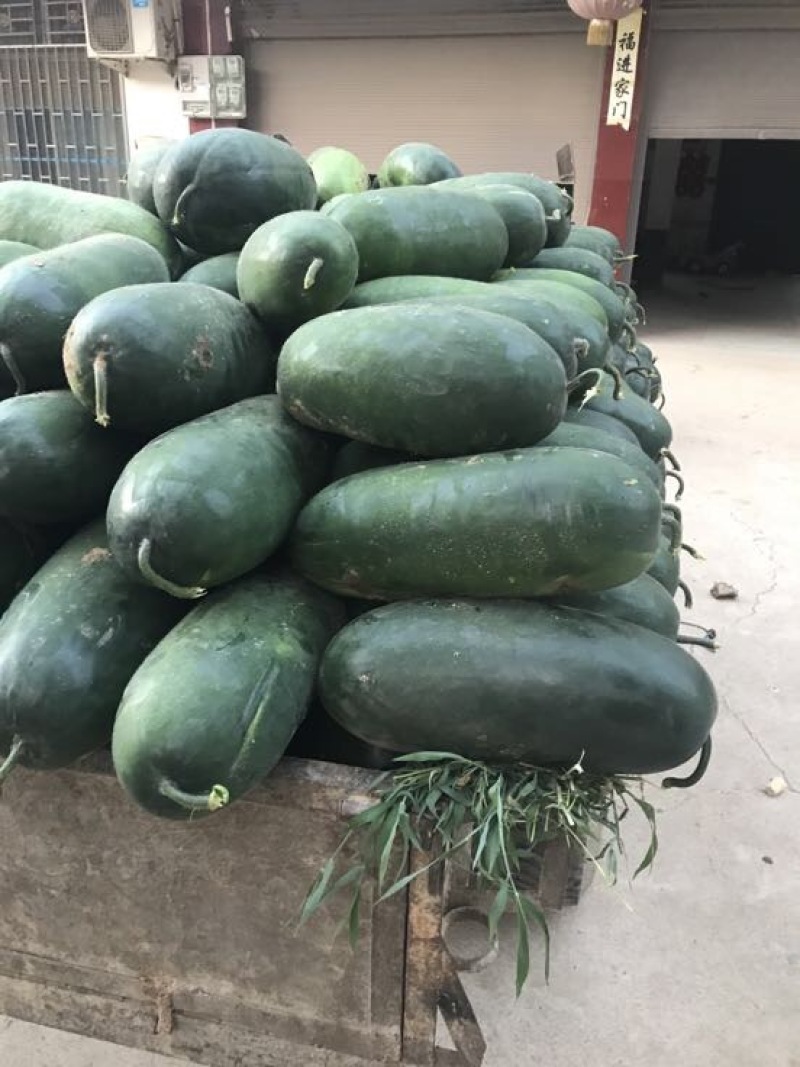 黑皮冬瓜，吊冬瓜基地直供，诚信经营基地供应