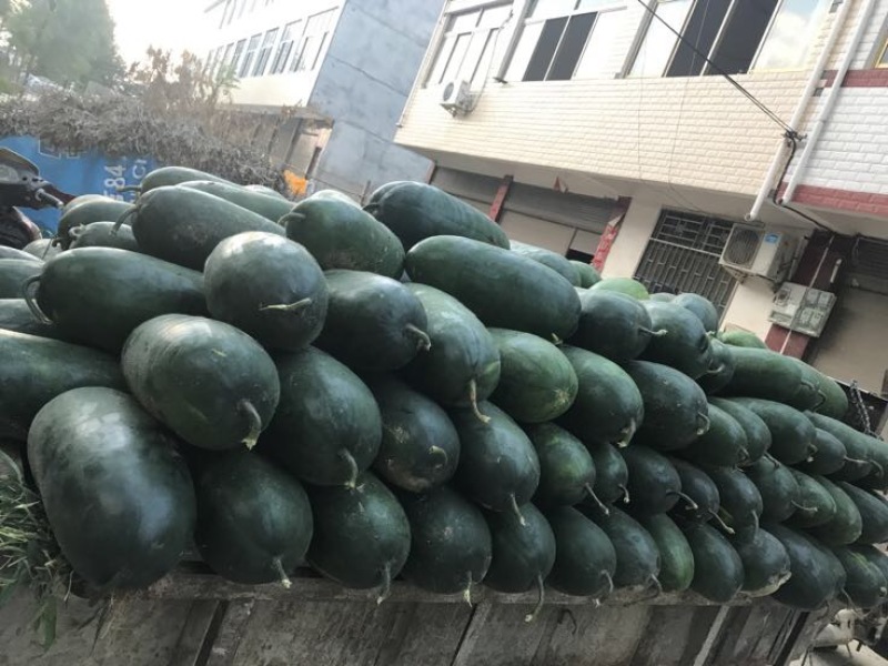 黑皮冬瓜，吊冬瓜基地直供，诚信经营基地供应