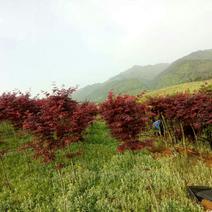三季红枫每年红三季，树形优美价格便宜