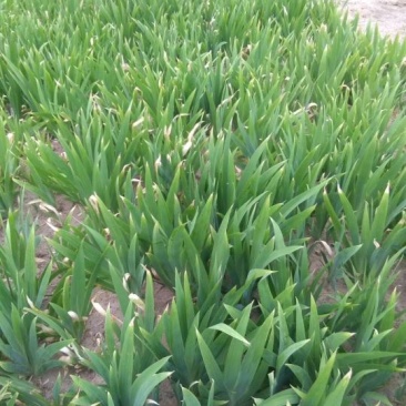 江苏蝴蝶兰苗高度15-35量大从优无中介