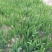 江苏蝴蝶兰苗高度15-35量大从优无中介