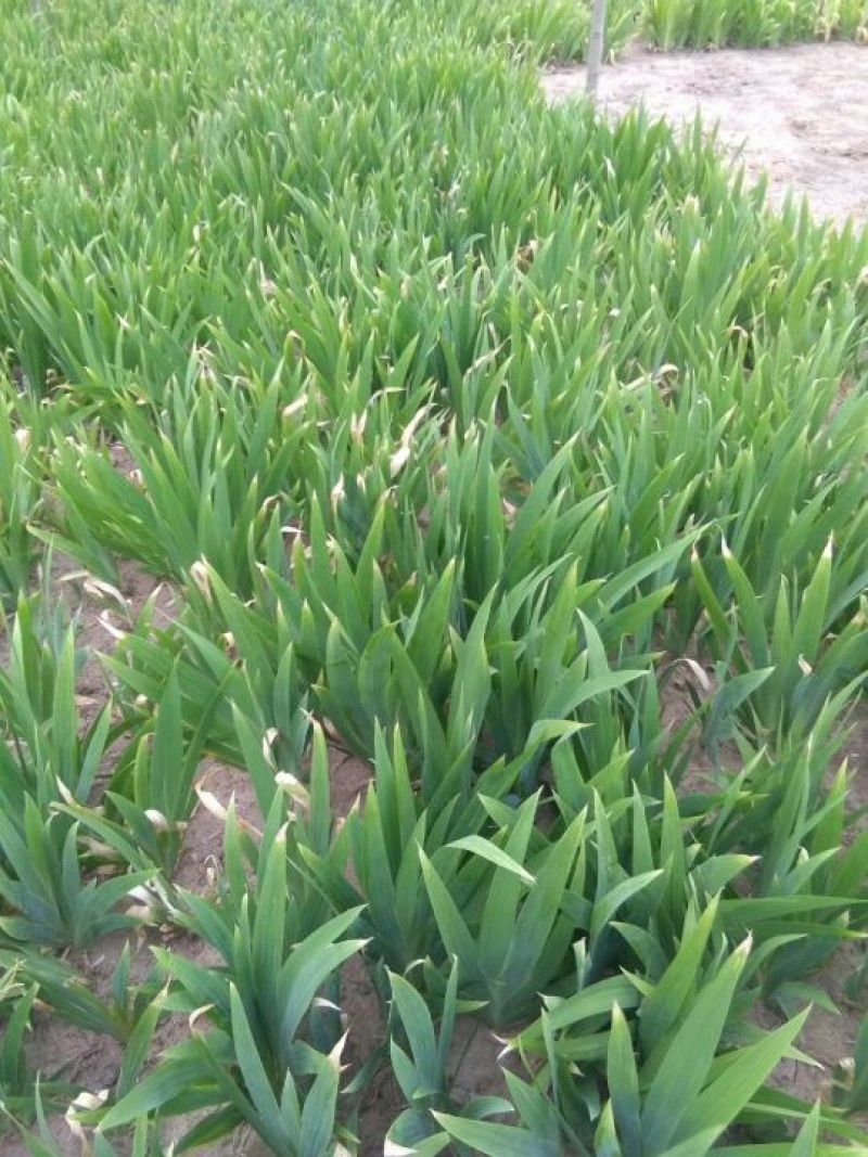江苏蝴蝶兰苗高度15-35量大从优无中介