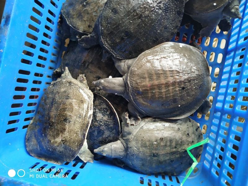 优质2斤大甲鱼诚信经营有意者联系我