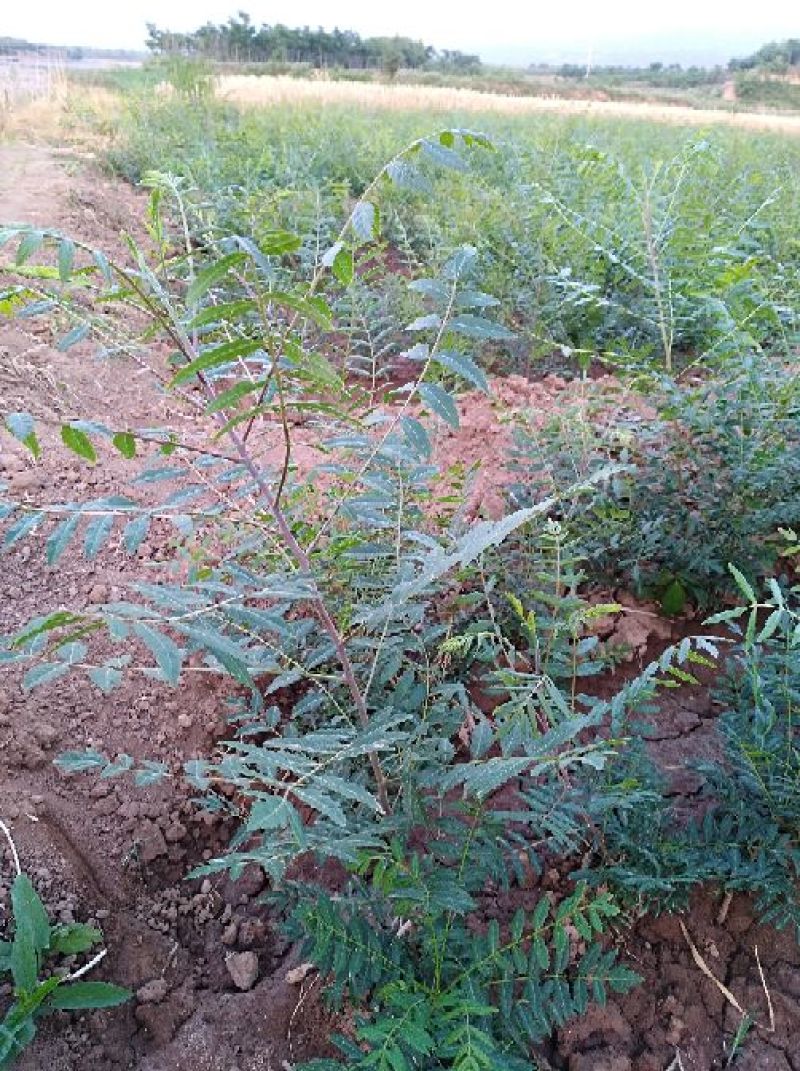 大量供应文冠果苗100万株，一年二年均有货