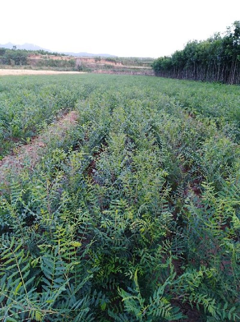 大量供应文冠果苗100万株，一年二年均有货