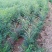 大量供应文冠果苗100万株，一年二年均有货