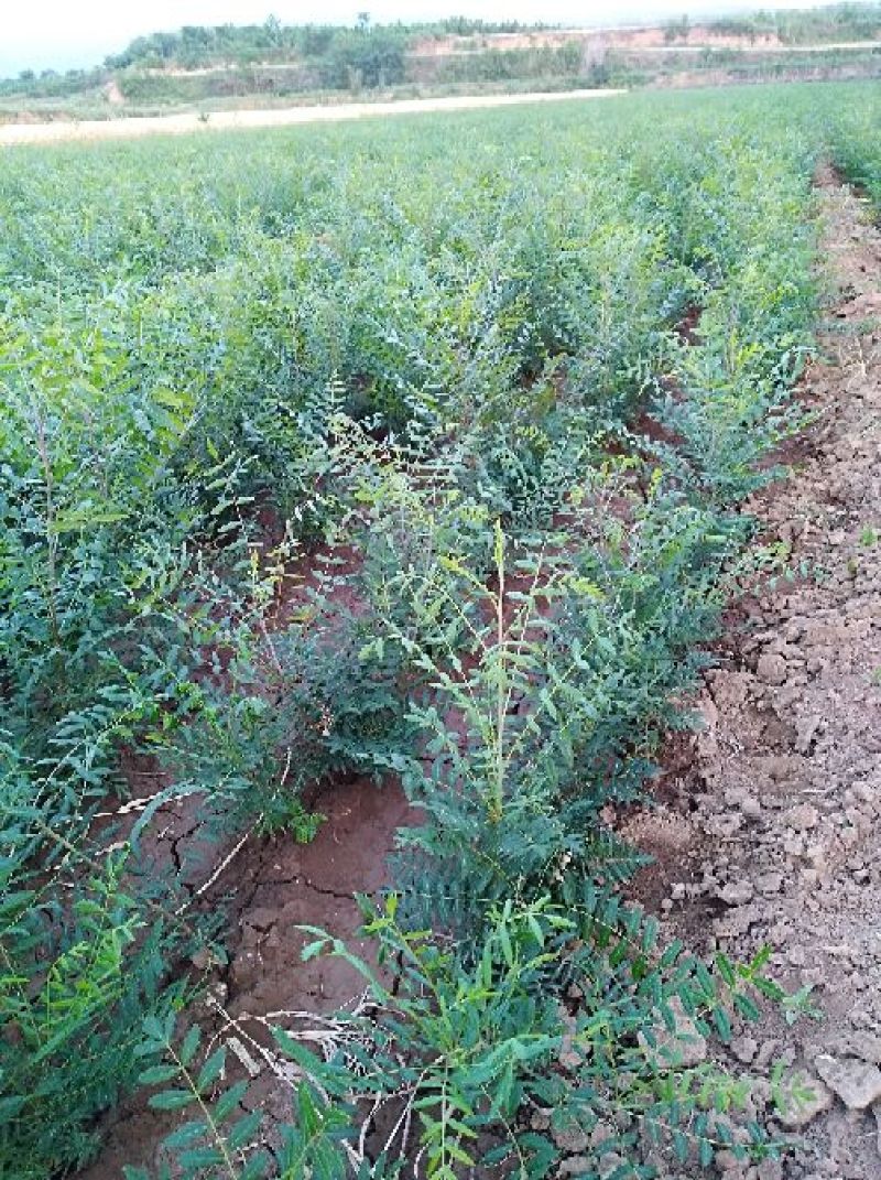 大量供应文冠果苗100万株，一年二年均有货