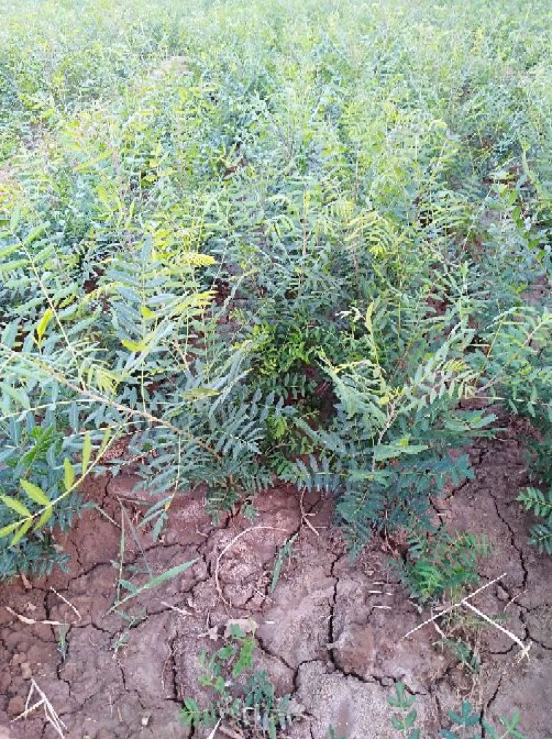 大量供应文冠果苗100万株，一年二年均有货