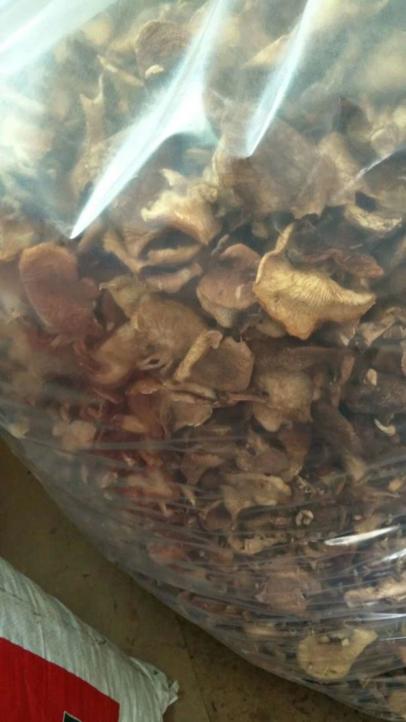 野生蘑菇