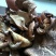 野生蘑菇